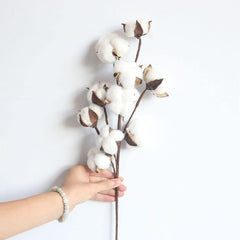 Cotton Stems